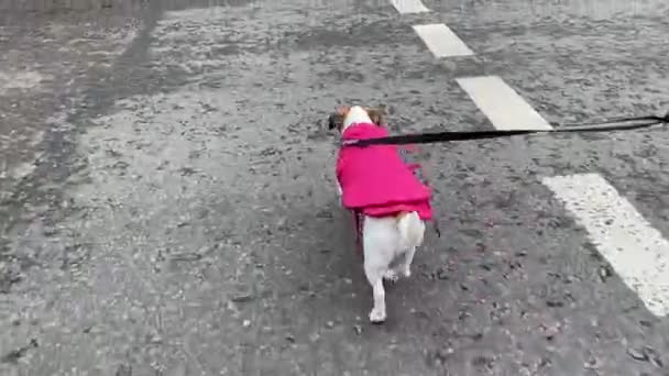 Jack Russell Terrier Cão Uma Jaqueta Rosa Cruza Estrada — Vídeo de Stock