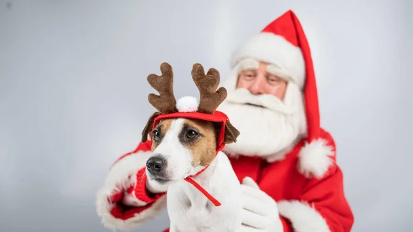 Портрет Санта Клауса Собаки Джек Російський Тер Вухах Рудольфа Оленя — стокове фото