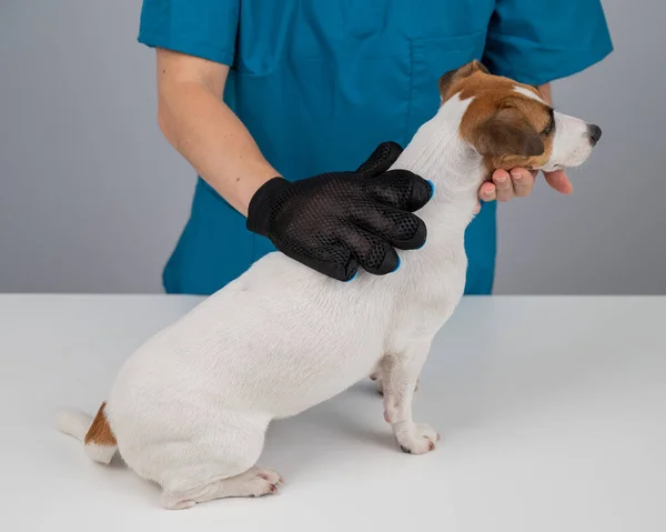 Vétérinaire Peigner Chien Jack Russell Terrier Avec Gant Spécial — Photo