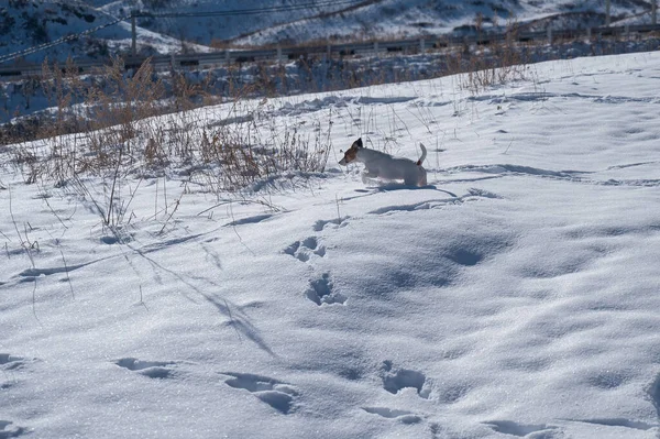 Pies Jack Russell Terrier Biegnie Przez Zaspy Śnieżne — Zdjęcie stockowe
