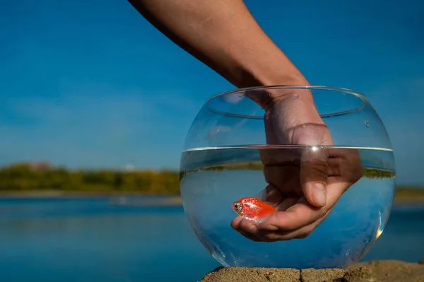 Eine Frau Fängt Einen Goldfisch Aus Einem Runden Aquarium Sand — Stockfoto