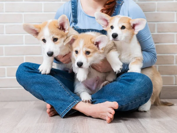 Caucasian Woman Holding Three Cute Pembroke Corgi Puppies — Stock Photo, Image