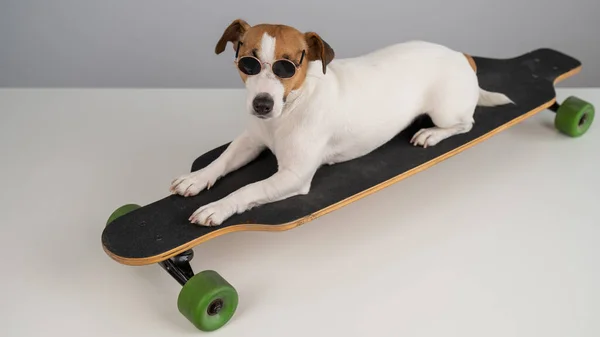 Jack Russell Terrier Dog Óculos Sol Monta Longboard Fundo Branco — Fotografia de Stock