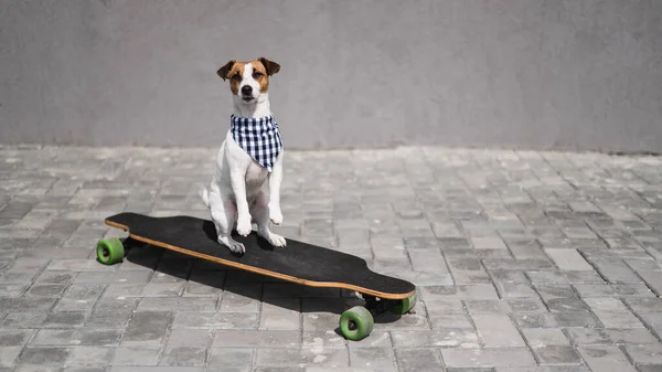 Jack Russell Terrier Chien Vêtu Lunettes Soleil Bandana Carreaux Effectue — Photo