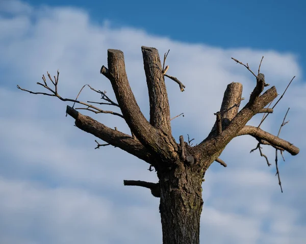 曇った空に枝を切る木 — ストック写真