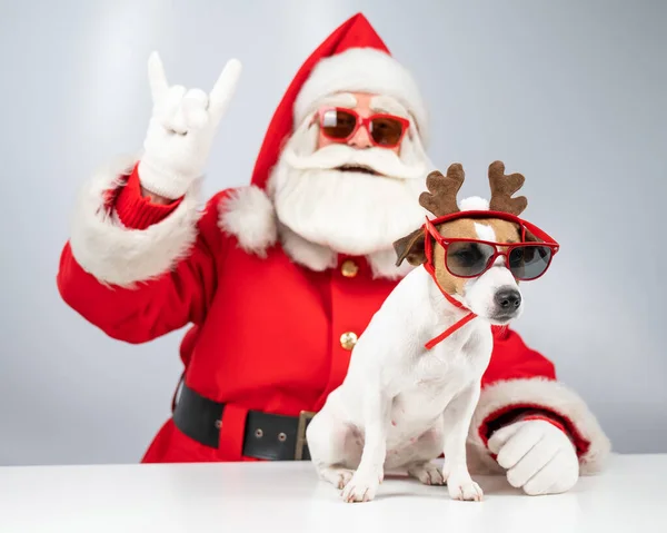 Santa claus and santas helper in sunglasses on a white background. Jack russell terrier dog in a deer costume.