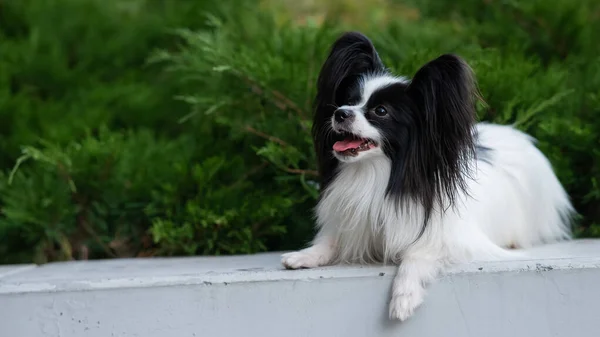 Папилионная Собака Улице Портрет Черно Белого Континентального Спаниеля — стоковое фото