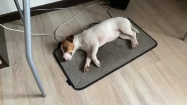 Jack Russell Terrier köpeği sıcak bir halıda uyuyor.