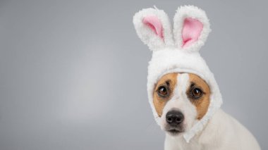 Beyaz arka planda tavşan kulaklı Jack Russell Terrier köpeği. Boşluğu kopyala