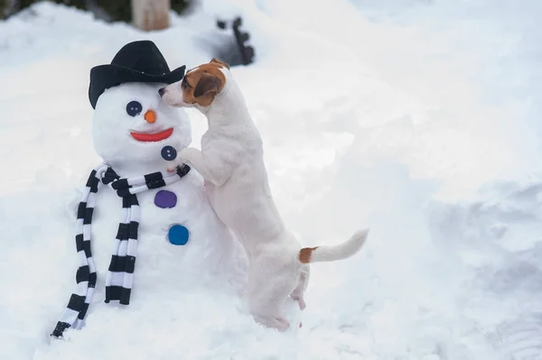 Jack Russell Teriér Pes Dělat Sněhuláka Zimní Zábava — Stock fotografie