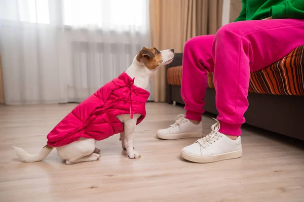 Джек Рассел Тір Одягнений Рожевий Піджак Біля Ніг Господині Квартирі — стокове фото
