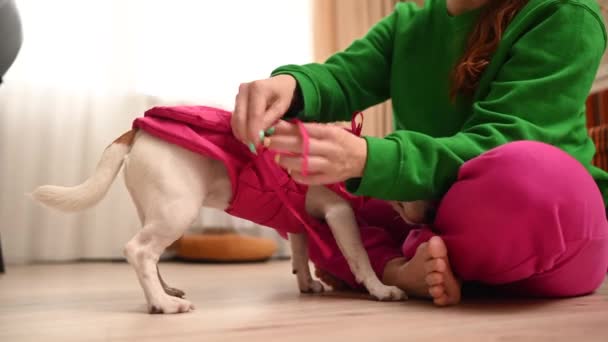 白人女性ドレッシングジャックRussell Terrier犬でピンクベスト — ストック動画