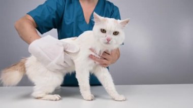 Veteriner, tek kullanımlık ıslak eldivenle tüylü beyaz bir kediyi yıkıyor. Evcil hayvan hidrosol temizlik eldivenleri