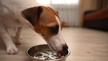 Jack Russell Terrier köpeği demir bir kaseden su içer. yavaş çekim