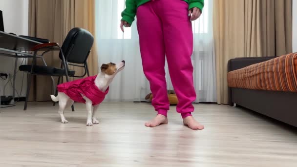 Jack Russell Terrier Σκυλί Ένα Ροζ Σακάκι Βάζει Χέρια Του — Αρχείο Βίντεο