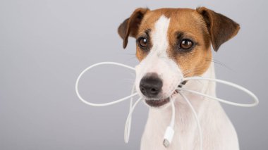 Jack Russell Terrier köpeği beyaz bir arka planda dişinde C tipi bir kablo tutuyor.