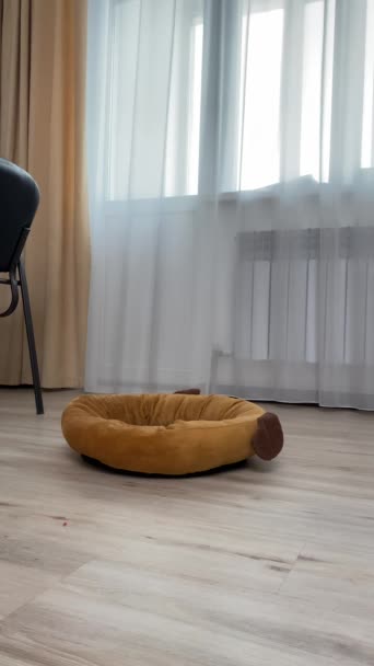 特里耶的狗在沙发上跳跃 垂直录像 — 图库视频影像