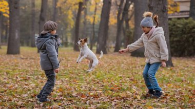 Beyaz çocuklar sonbahar parkında Jack Russell Terrier ile yürüyor. Erkek, kız ve köpek dışarı zıplıyorlar.