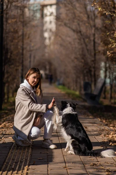 犬のボーダーコリーは 秋の公園を歩く上で所有者に高い5を与えます — ストック写真