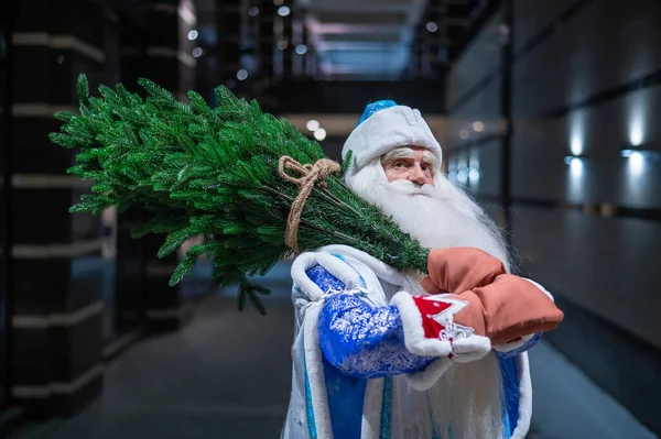 Russian Santa Claus Carries Christmas Tree Night Outdoors — Stock Photo, Image