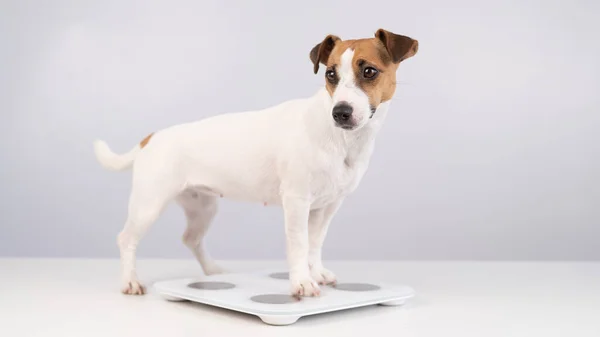 Dog Weight Scale Royalty-Free Images, Stock Photos & Pictures