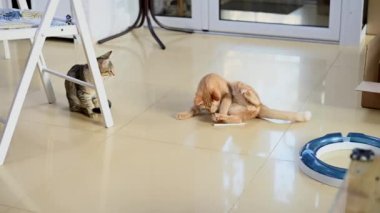 Kedi kafeteryada oyun oynuyor. Halka açık hayır alanı