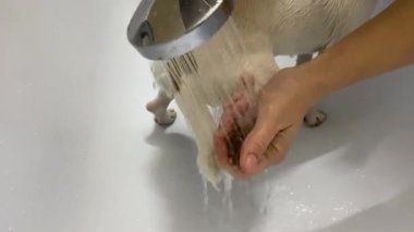 Sahibi, yürüyüşe çıktıktan sonra köpeği Jack Russell Terrier 'ı tuvalette yıkar.
