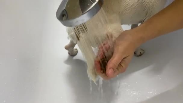 Ιδιοκτήτης Πλένει Σκυλί Jack Russell Terrier Στο Μπάνιο Μετά Από — Αρχείο Βίντεο