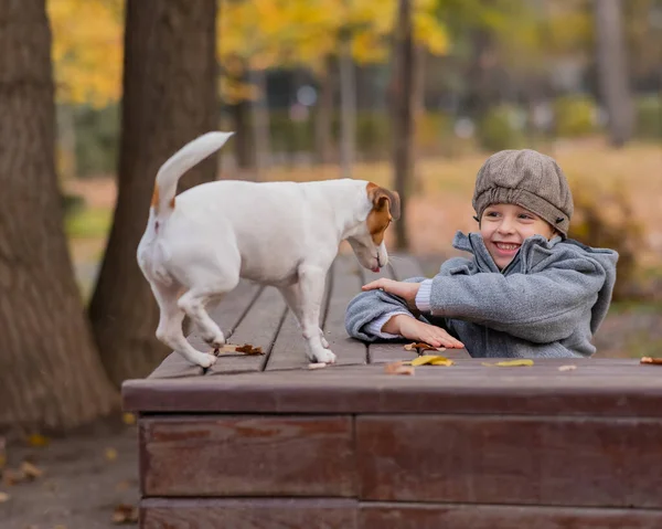 Джек Рассел Терьер Собака Сидит Скамейке Прогулки Мальчиком Осеннем Парке — стоковое фото