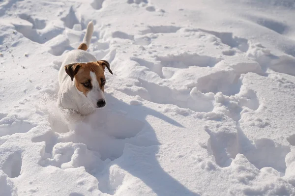 Jack Russell Teriér Pes Sněhu Zimě — Stock fotografie
