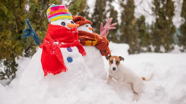 Pes Procházce Zimě Vedle Dvou Sněhuláků Jack Russell Terrier Pletenou — Stock fotografie