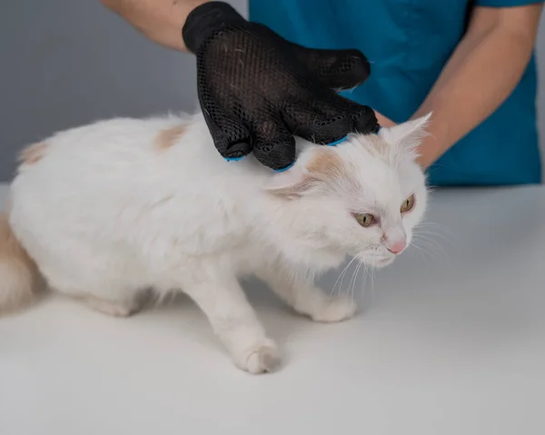 Veterinarian Combs Out White Fluffy Cat Special Glove — Stock Photo, Image
