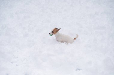 Jack Russell Terrier köpeği karda top oynuyor.