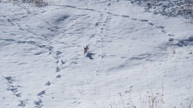 Jack Russell Terrier köpeği kar yığınlarında koşuyor