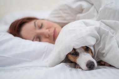 Jack Russell Terrier köpeği sahibinin yanında battaniyeye sarılı uyuyor.