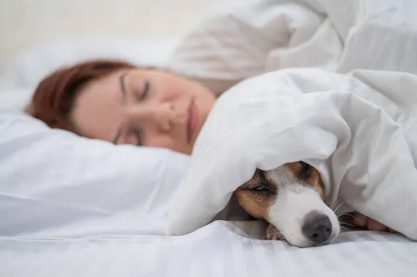Jack Russell Terrier Cão Dorme Envolto Cobertor Lado Seu Proprietário — Fotografia de Stock