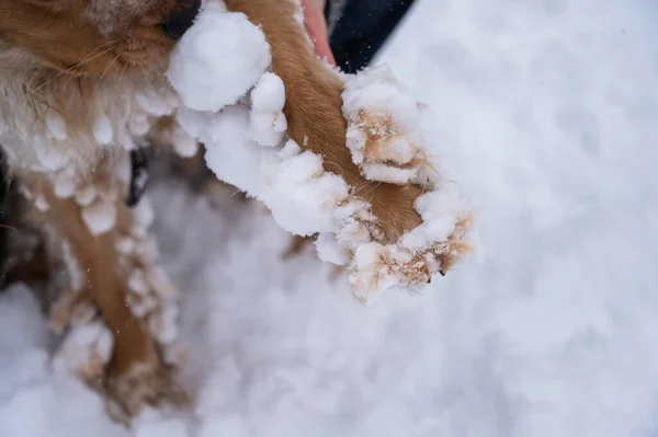 Pies Angielski Cocker Spaniel Śniegu Łyżwy Zimie — Zdjęcie stockowe