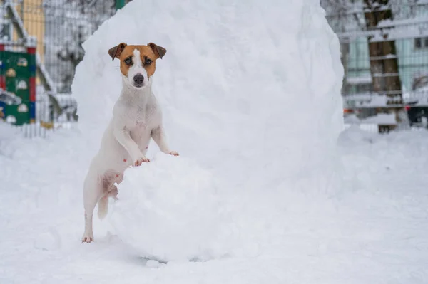 Jack Russell Terrier Hund Macht Winter Einen Schneemann Freien — Stockfoto