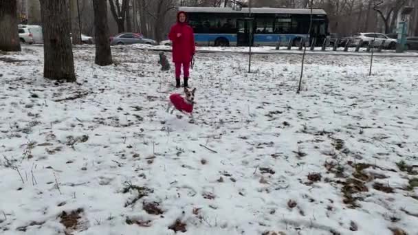白人女性遊びともに犬ジャックRussellテリアと投げおもちゃへ彼女の屋外 — ストック動画
