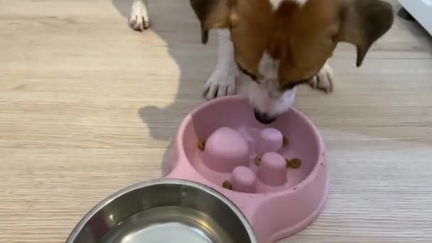 Jack Russell Terrier Σκυλί Τρώει Από Ένα Αργό Μπολ Σίτισης — Αρχείο Βίντεο