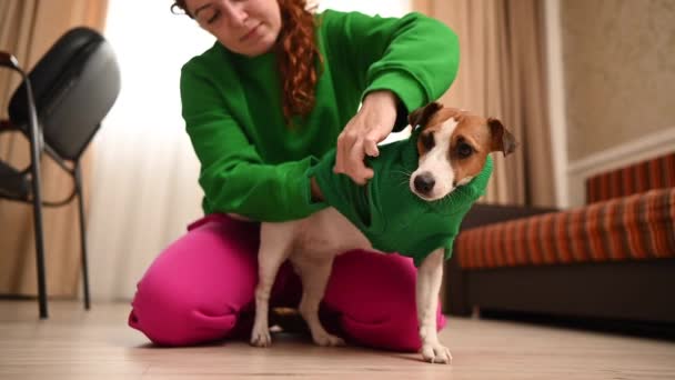 Mujer Caucásica Pone Una Chaqueta Punto Verde Perro Jack Russell — Vídeo de stock