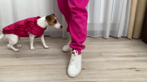 Een Hond Een Roze Vest Loopt Met Eigenaar Door Het — Stockvideo