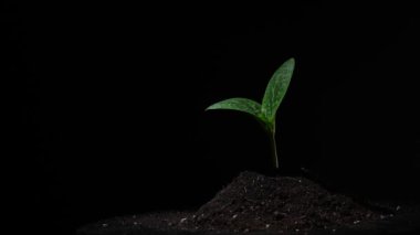 Siyah arkaplanda sisli kabak filizleri