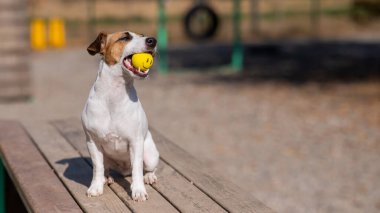 Jack Russell Terrier köpeği ağzında sarı bir top tutuyor ve tahta bir bankta oturuyor.