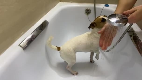 Pemiliknya Mencuci Anjing Jack Russell Terrier Kamar Mandi Setelah Berjalan — Stok Video