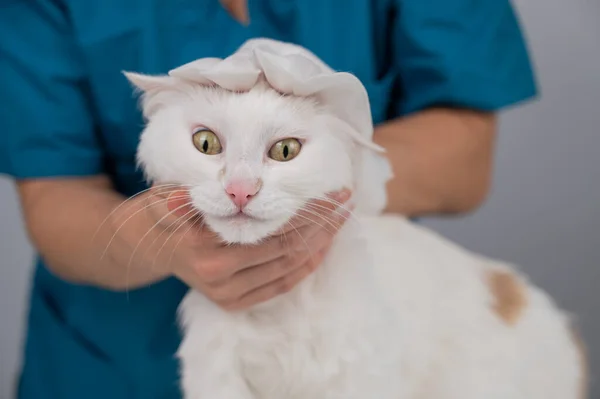Veterinarian washing a fluffy white cat with a disposable wet glove. Pet hydrosol cleaning gloves