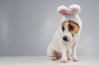 Beyaz arka planda tavşan kulaklı Jack Russell Terrier köpeği. Boşluğu kopyala