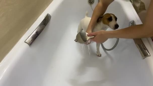 Eigenaar Wast Hond Jack Russell Terrier Badkamer Een Wandeling — Stockvideo