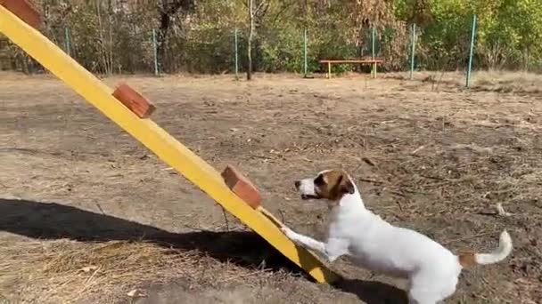 Dog Jack Russell Terrier Supera Obstáculos Parque Infantil Cão Outono — Vídeo de Stock