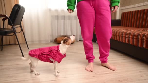 Jack Russell Terrier Hund Rosa Jacke Füßen Der Gastgeberin Der — Stockvideo